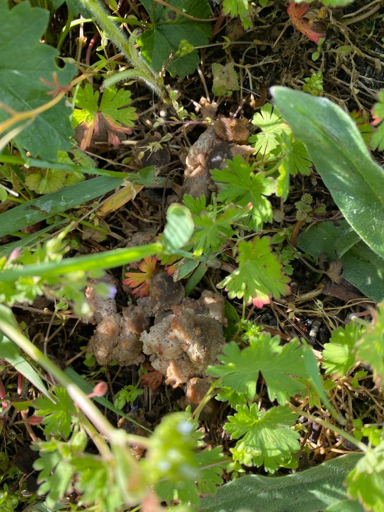 Giftköder-Vermutlicher Giftköder im Gestrüpp-Profilbild