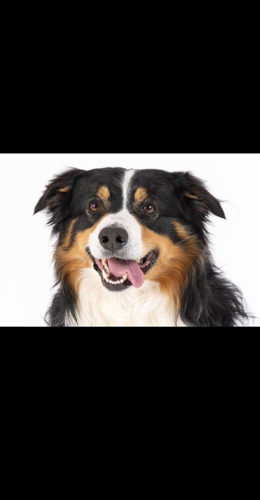 Hundetreffen-Spazieren gehen-Profilbild