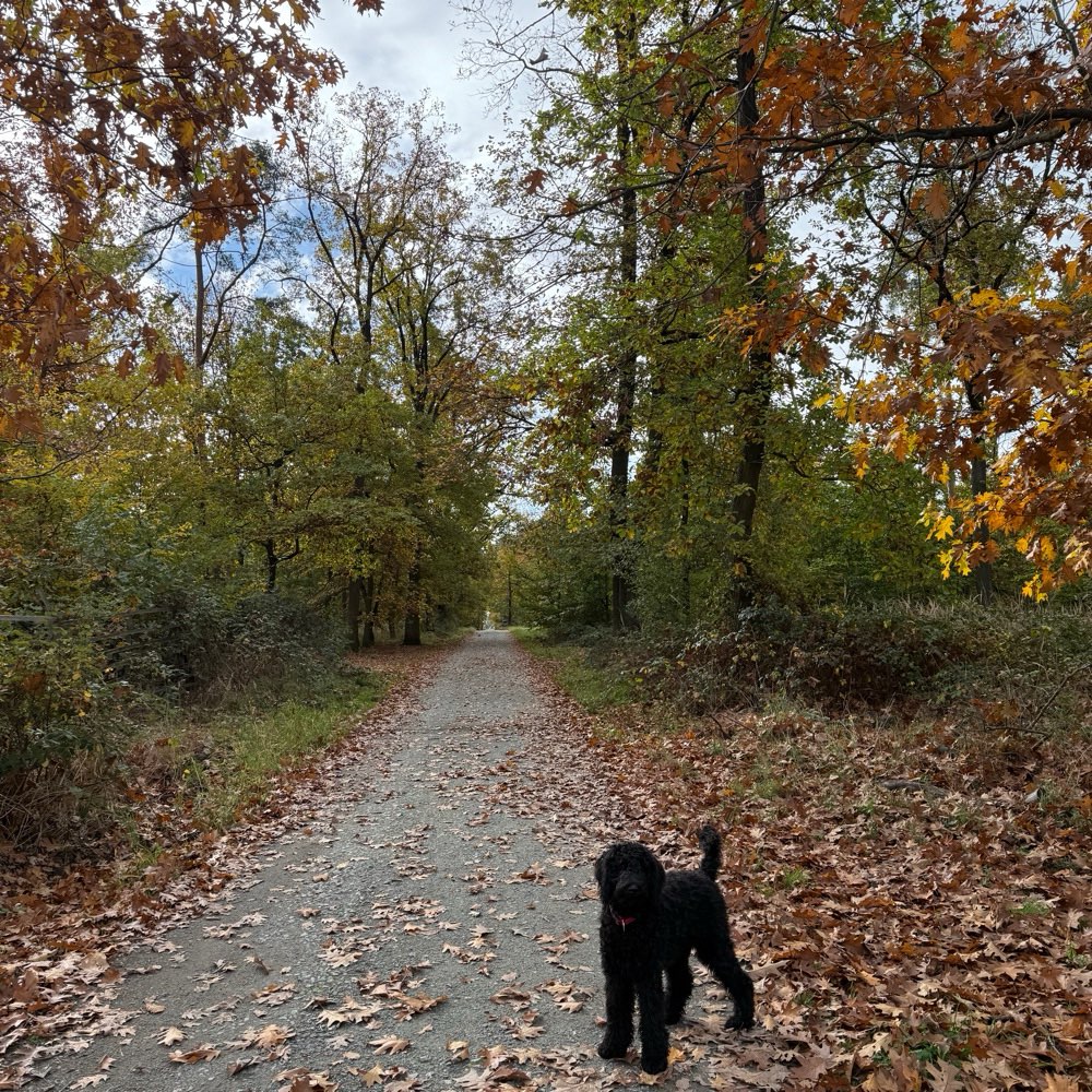 Hundetreffen-Junghund sucht Spielkameraden-Profilbild