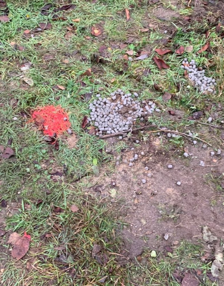 Giftköder-Giftköder-Profilbild