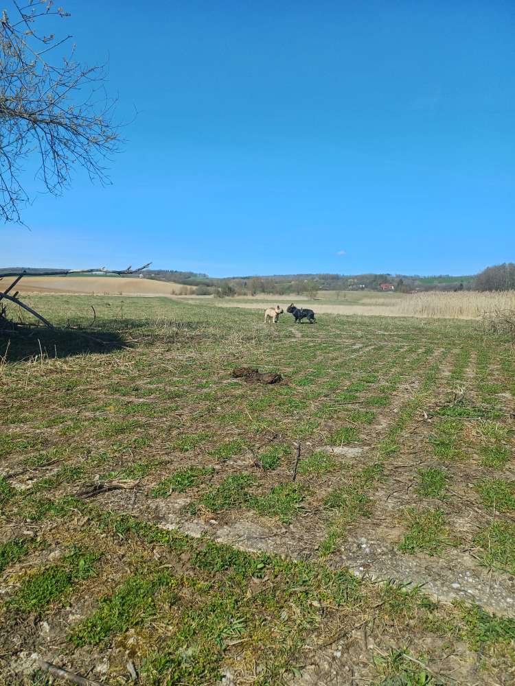 Hundetreffen-Französische Bulldoggen Bully Treffen HBN Umgebung-Profilbild
