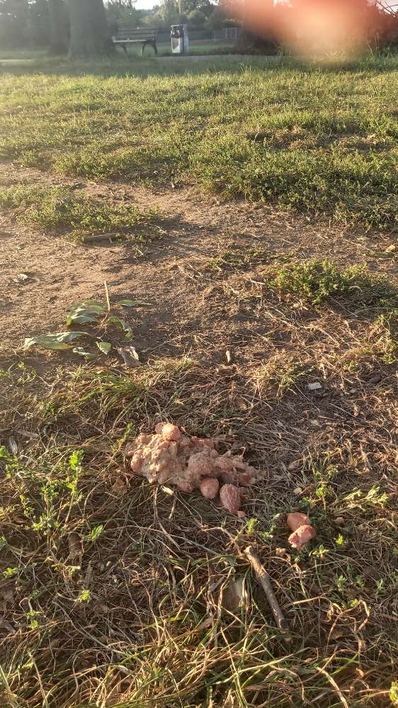 Giftköder-Erbrochenes mit kleinen Wienern-Profilbild