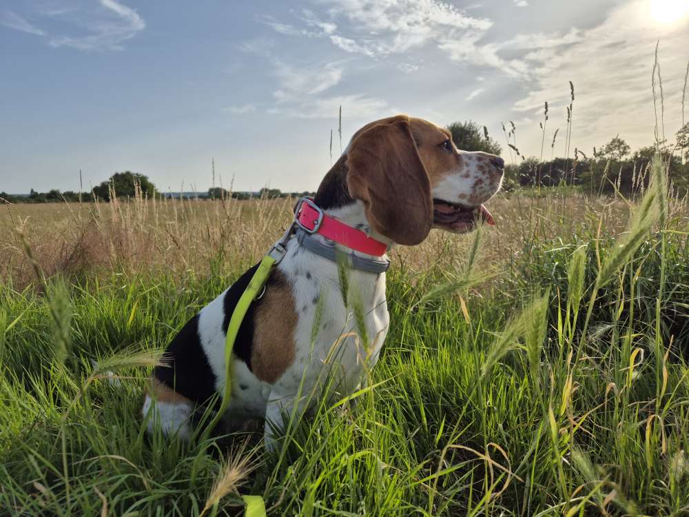 Hundetreffen-Spazierrunde gesucht-Profilbild