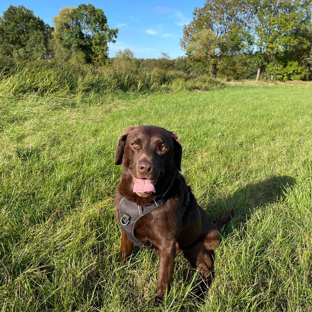 Hundetreffen-Spiel-, Spaß- & Gassirunde-Profilbild