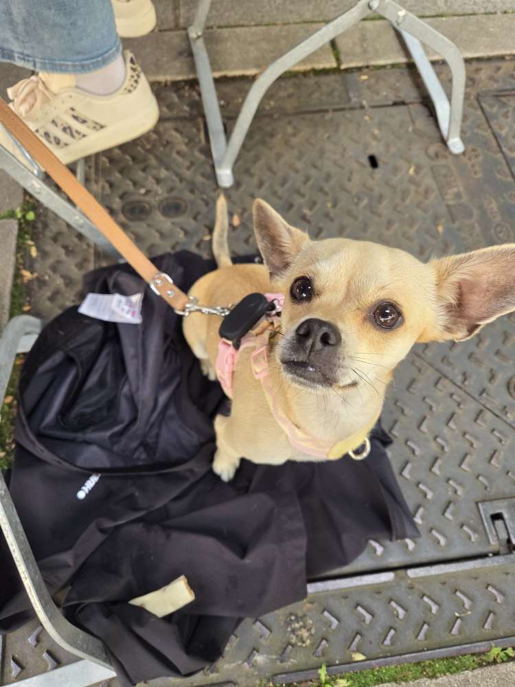 Hundetreffen-Doggo&Vino Treffen-Profilbild