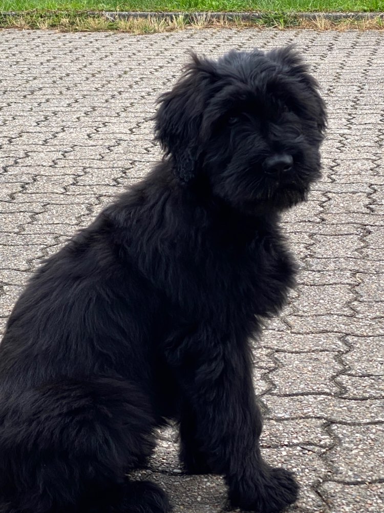 Hundetreffen-Welpentreffen rund um Rees Umkreis ca 10 km-Profilbild