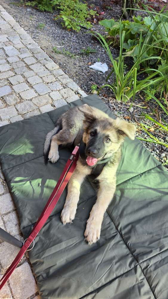Hundetreffen-Welpentreffen Umkreis Hattersheim-Profilbild