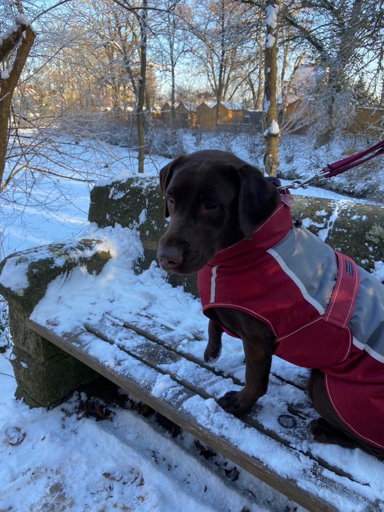 Hundetreffen-Spiel Spaß und Trainings gassi-Profilbild