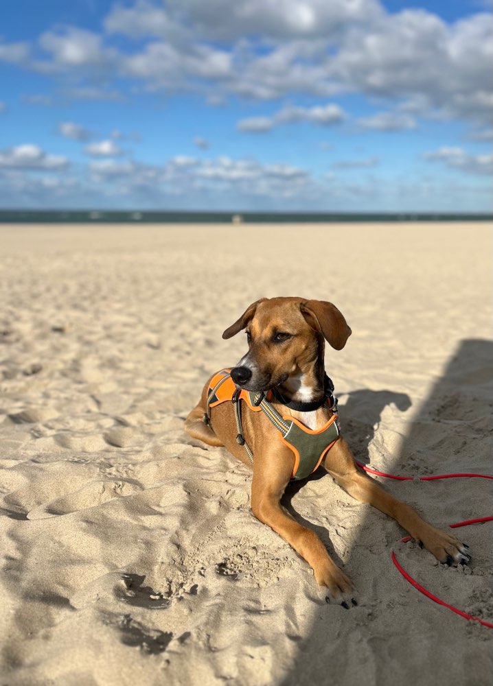 Hundetreffen-Vorbild-Buddy für unsere junge, wilde Hummel gesucht-Profilbild