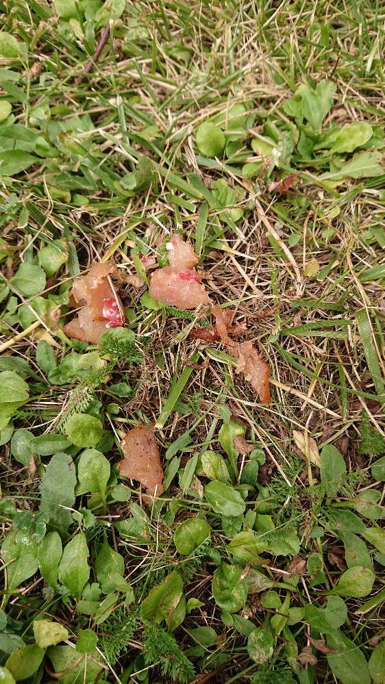 Giftköder-Essensreste, Fleischstücke auf der Wiese-Profilbild