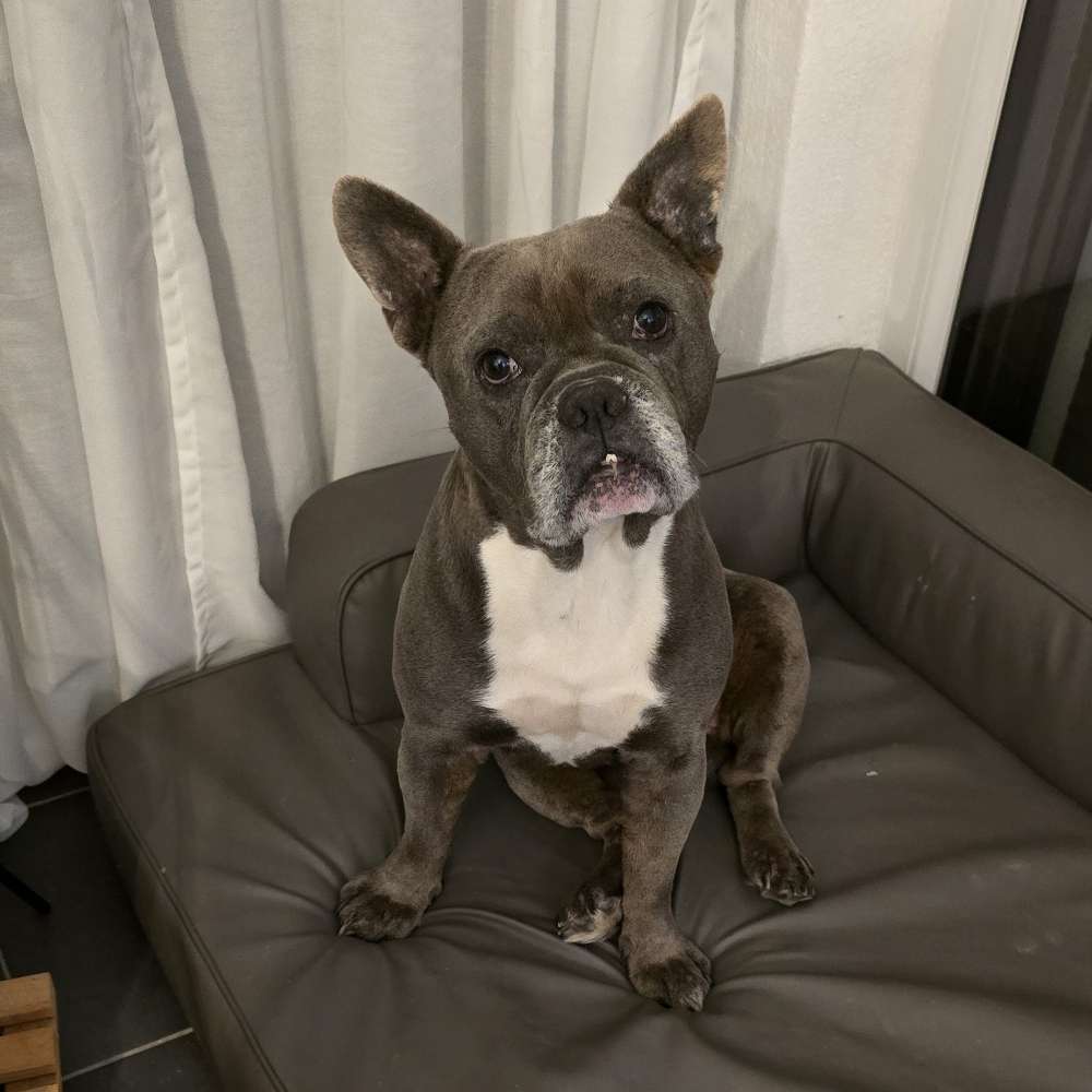 Hundetreffen-Hundefreund gesucht 🥰-Profilbild