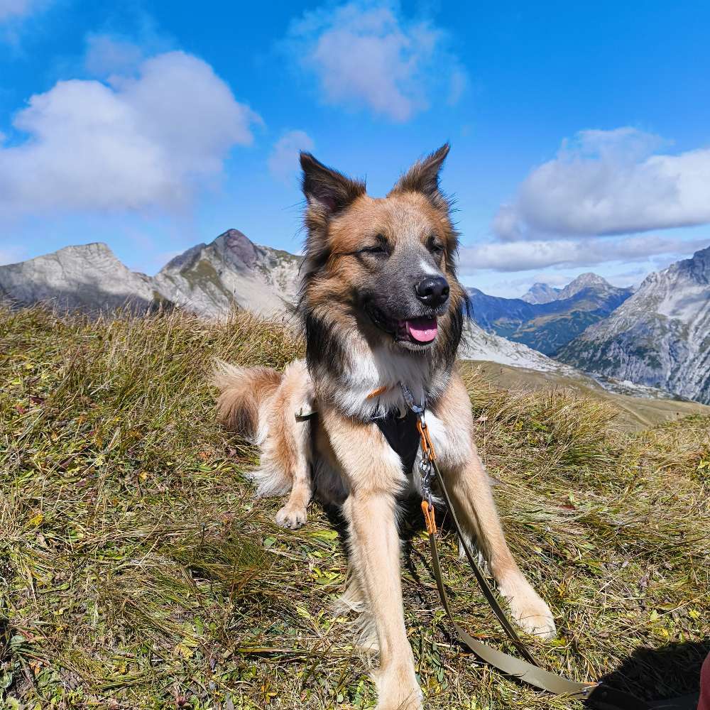 Hundetreffen-Entspannte Social Walks-Profilbild