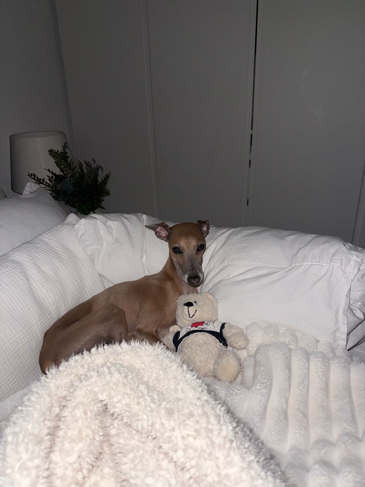 Hundetreffen-Windspiel Treffen-Profilbild