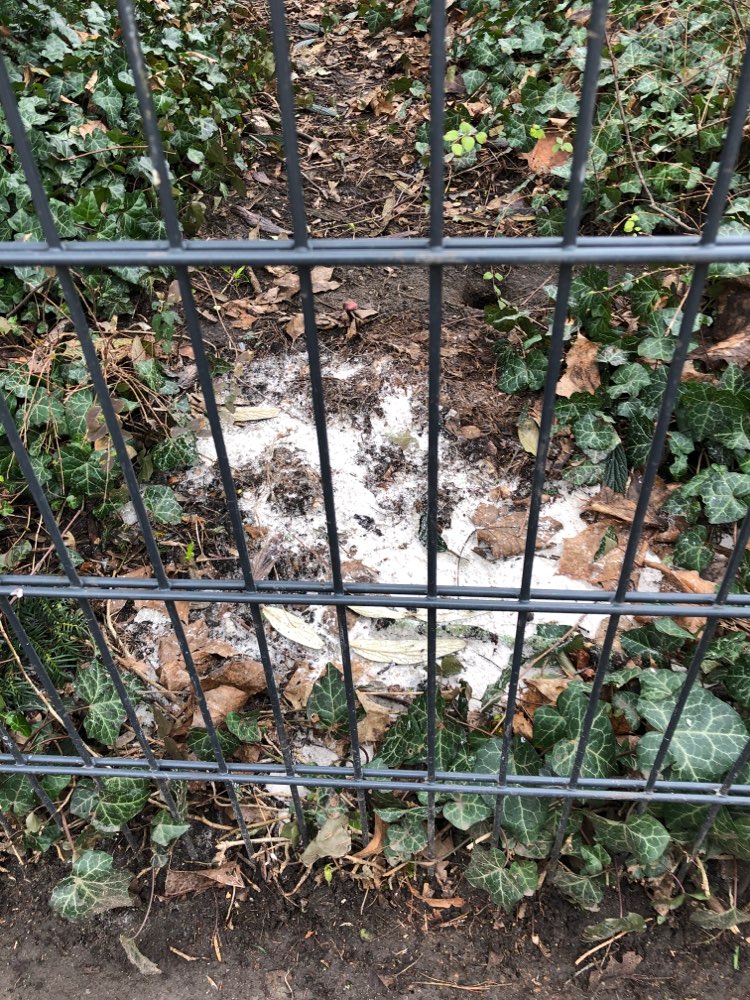 Giftköder-Weißes Pulver-Profilbild