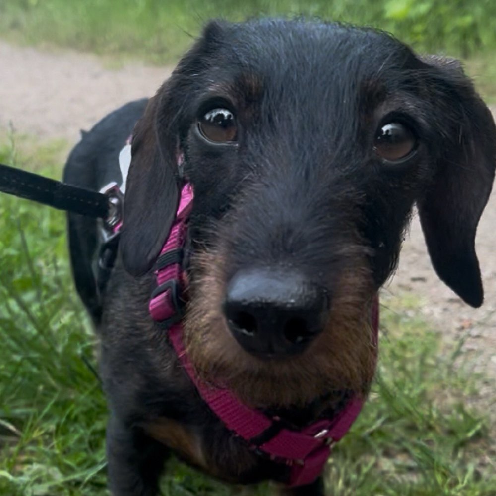 Hundetreffen-Social Walk-Profilbild