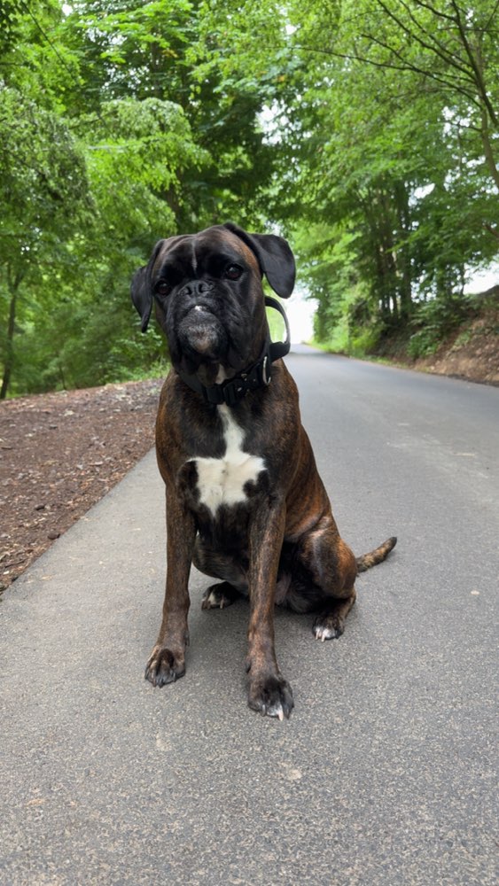 Hundetreffen-Spieltreffen-Profilbild