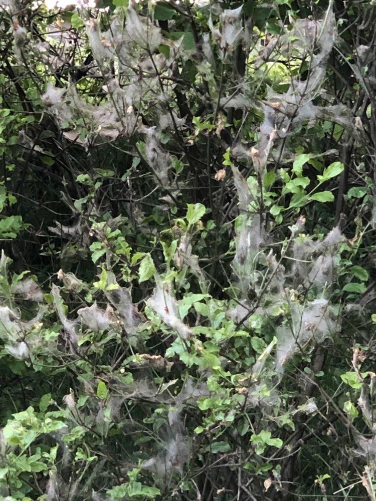 Giftköder-Eichenprozessionsspinner-Profilbild