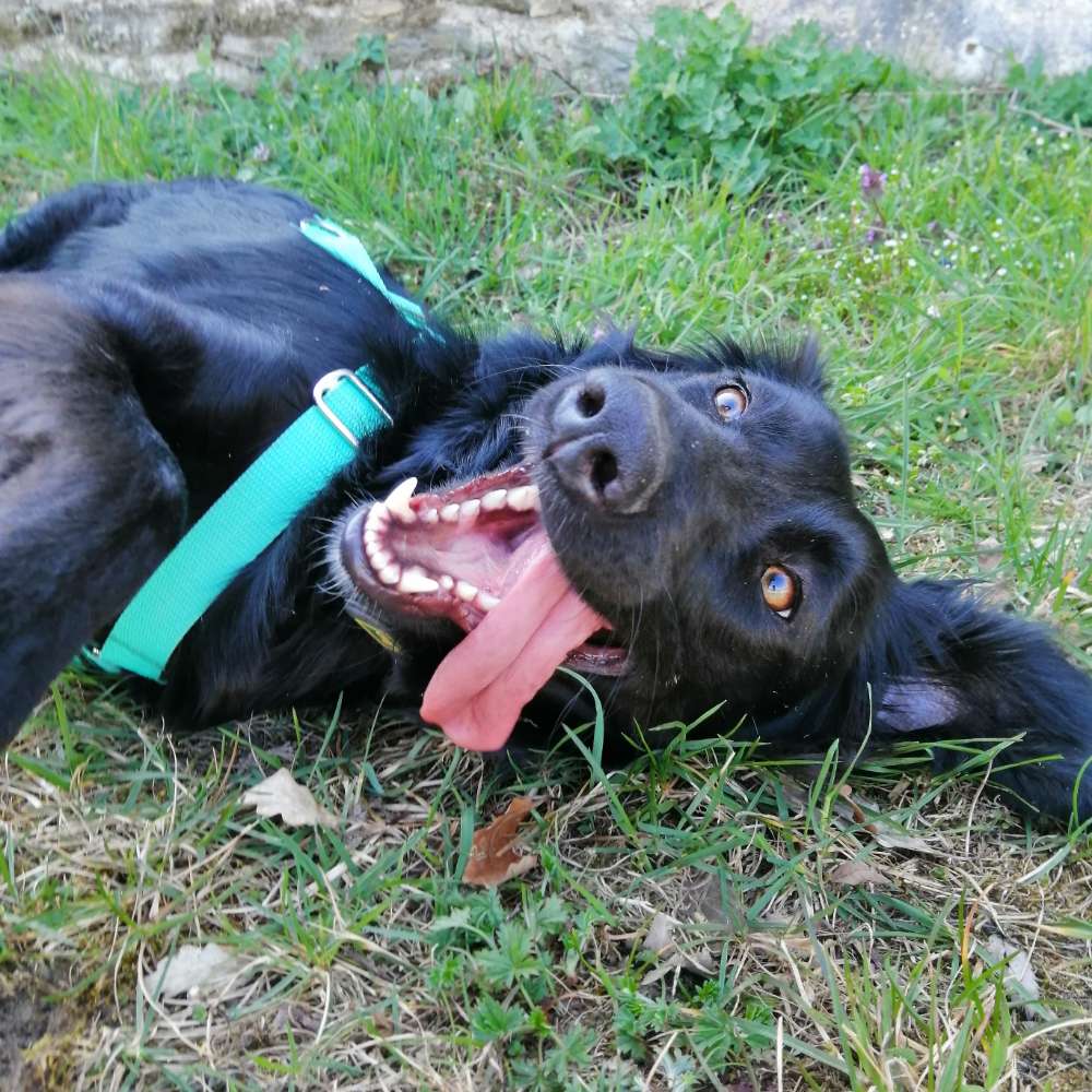 Hundetreffen-Souveränen Spielgefährten gesucht-Profilbild