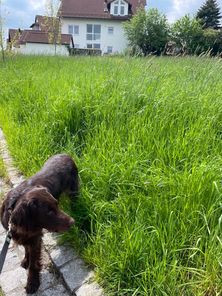Giftköder-Giftköder in hoher Wiese-Profilbild