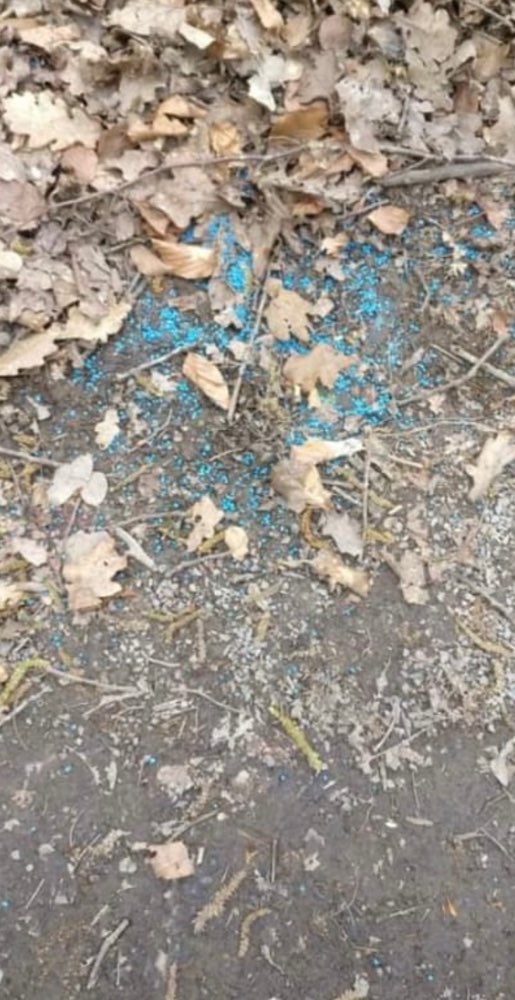 Giftköder-Blaukorn-Profilbild