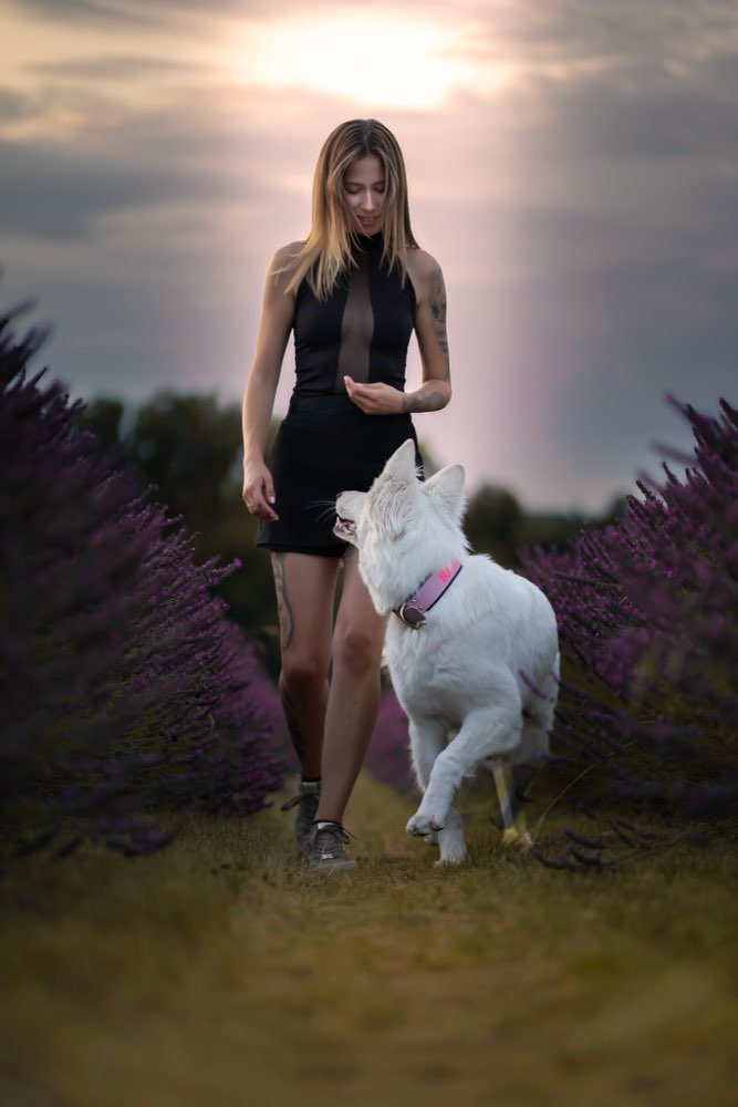 Hundetreffen-Gemeinsam Koexistieren und hübsche Fotos-Profilbild