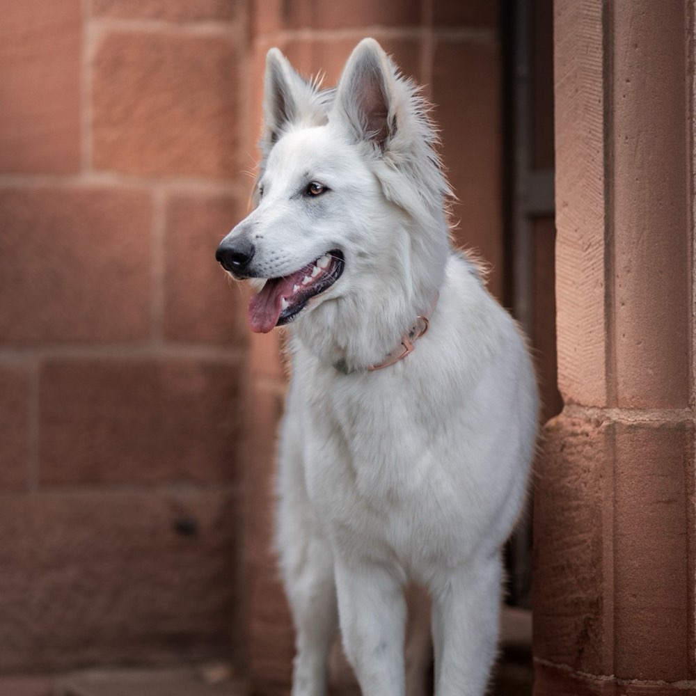 Hundetreffen-Entspannte runden-Profilbild