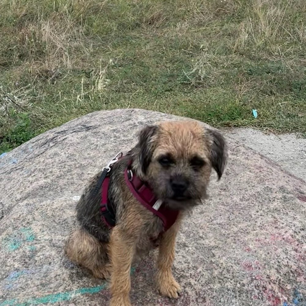 Hundetreffen-Amber sucht Spielfreunde-Profilbild
