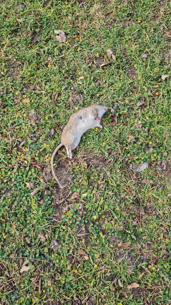 Giftköder-Rattengift - tote Ratte-Profilbild