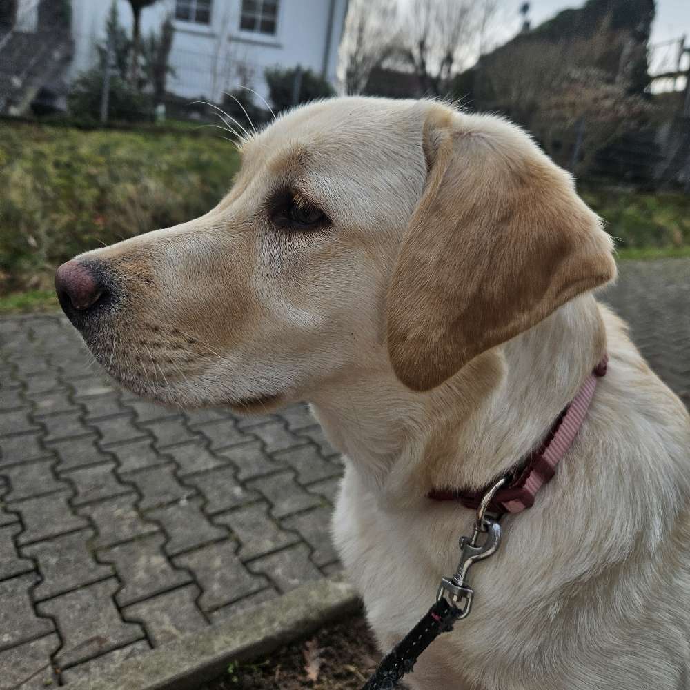 Hundetreffen-Gemeinsame spaziergenge und andere aktiviteten-Profilbild