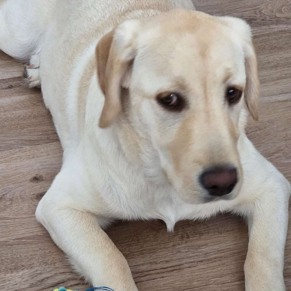 Hundetreffen-Welpentreff/junghund in lieblos-Profilbild