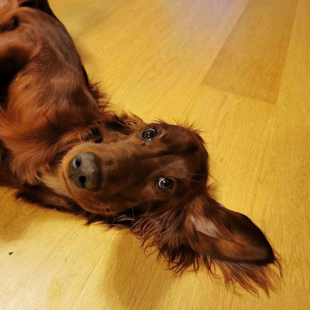 Hundetreffen-Settertreff im Norden Frankfurts-Profilbild