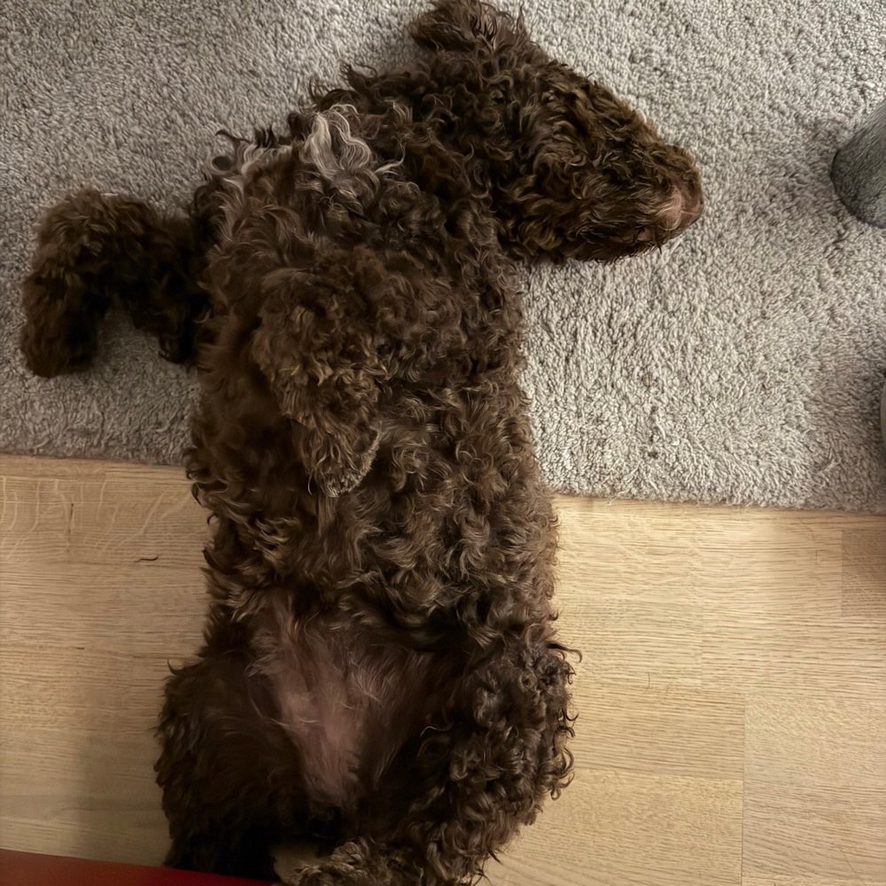 Hundetreffen-Welpentreffen-Profilbild