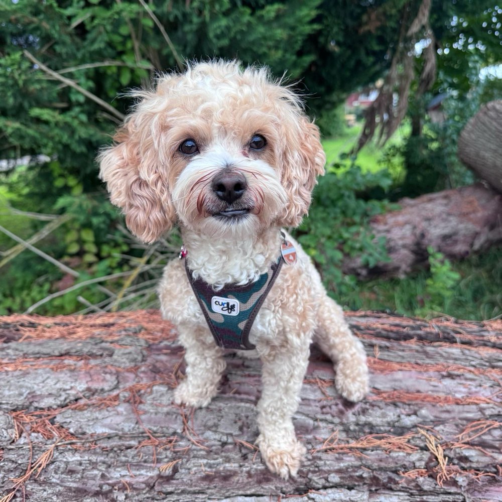 Hundetreffen-Blu (1,5j) sucht neue Freunde-Profilbild