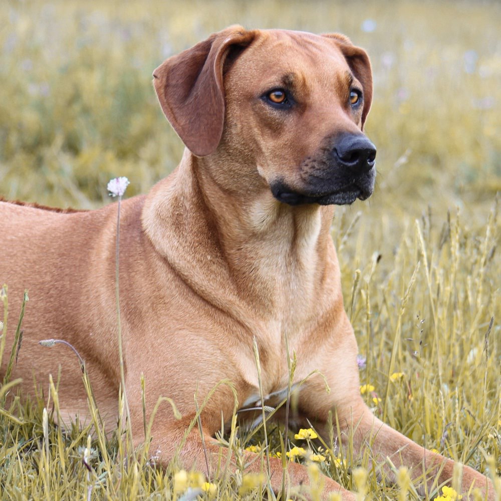 Hundetreffen-Gassi Runde für die mit Hummeln im Po-Profilbild