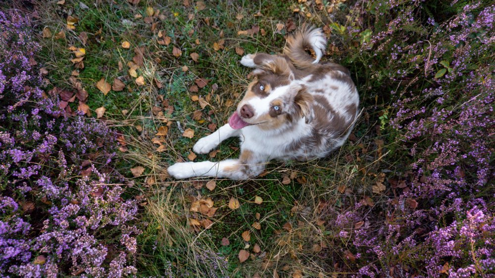 Hundetreffen-Gemeinsames Spazierengehen-Profilbild