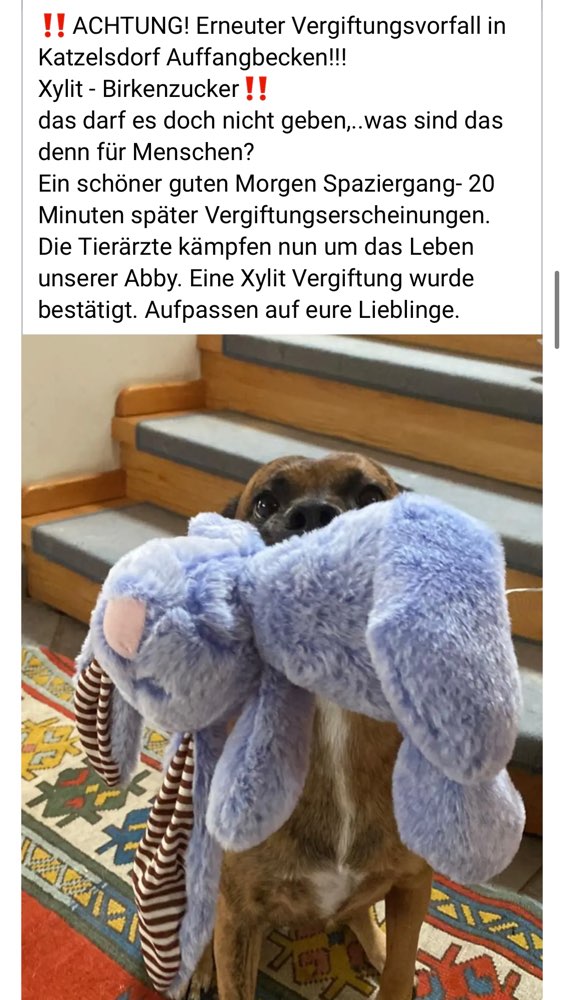 Giftköder-Xylit Vergiftung-Profilbild