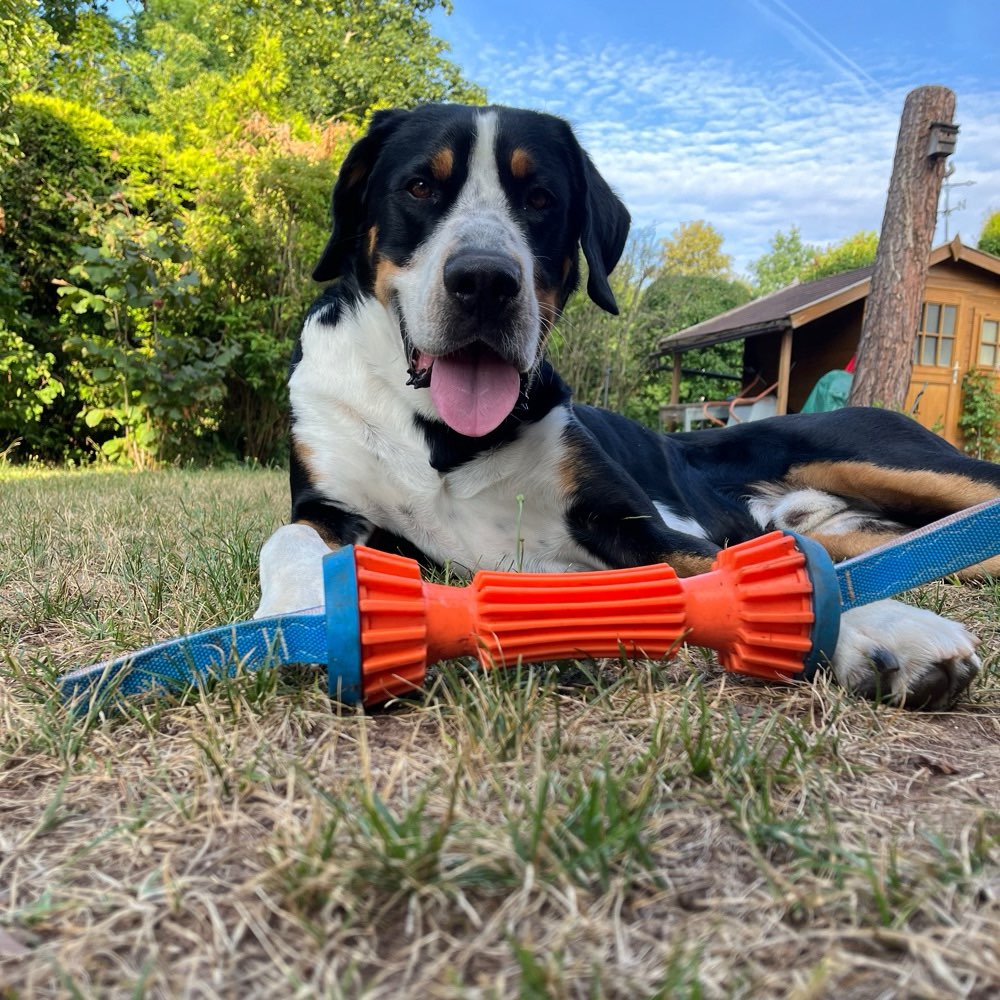 Hundetreffen-Gassirunden, Spielen und Unternehmungen im Raum Schwaig/Nürnberger-Land-Profilbild