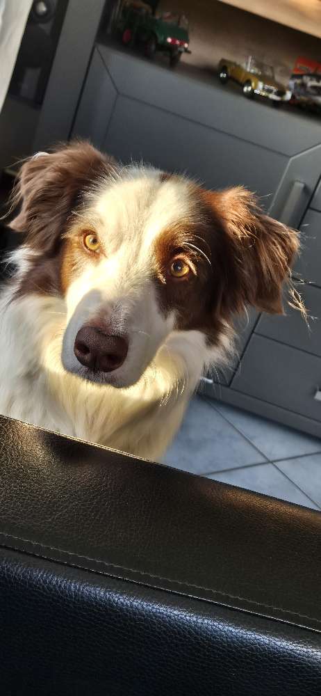 Hundetreffen-Suche Hundekumpel/kumpeline zum Spielen Neu Wulmstorf/Neuwiedenthal-Profilbild