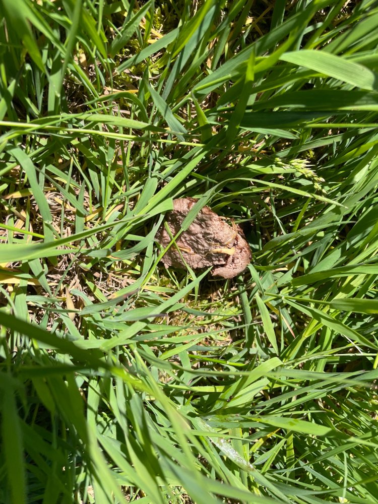 Giftköder-Fleischköder-Profilbild