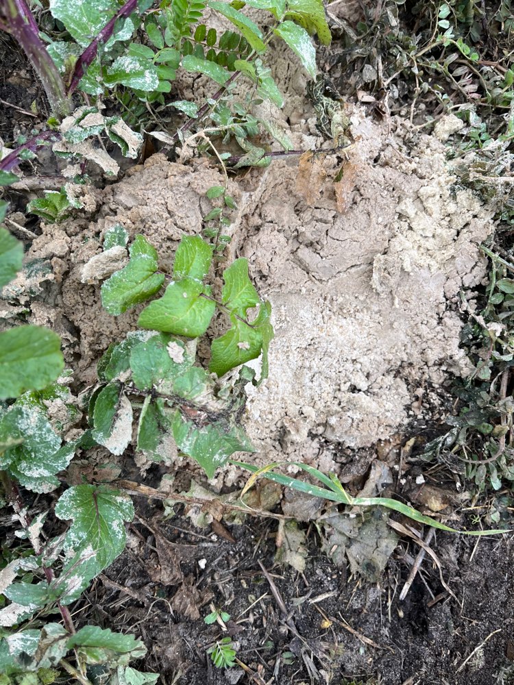 Giftköder-Potenziell Dünger-Profilbild