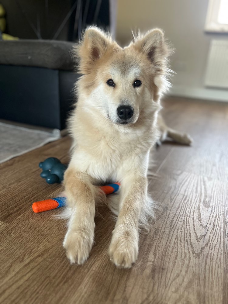 Hundetreffen-Trainings-/ Gassipartner-Profilbild