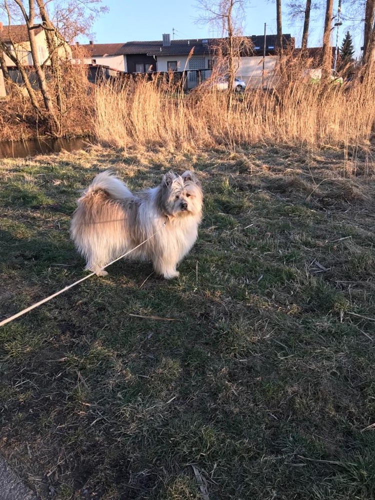 Hundetreffen-Gassi gehen und Spaß haben-Profilbild