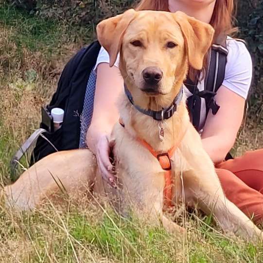 Hundetreffen-Gegenseitige Betreuungshilfen-Profilbild