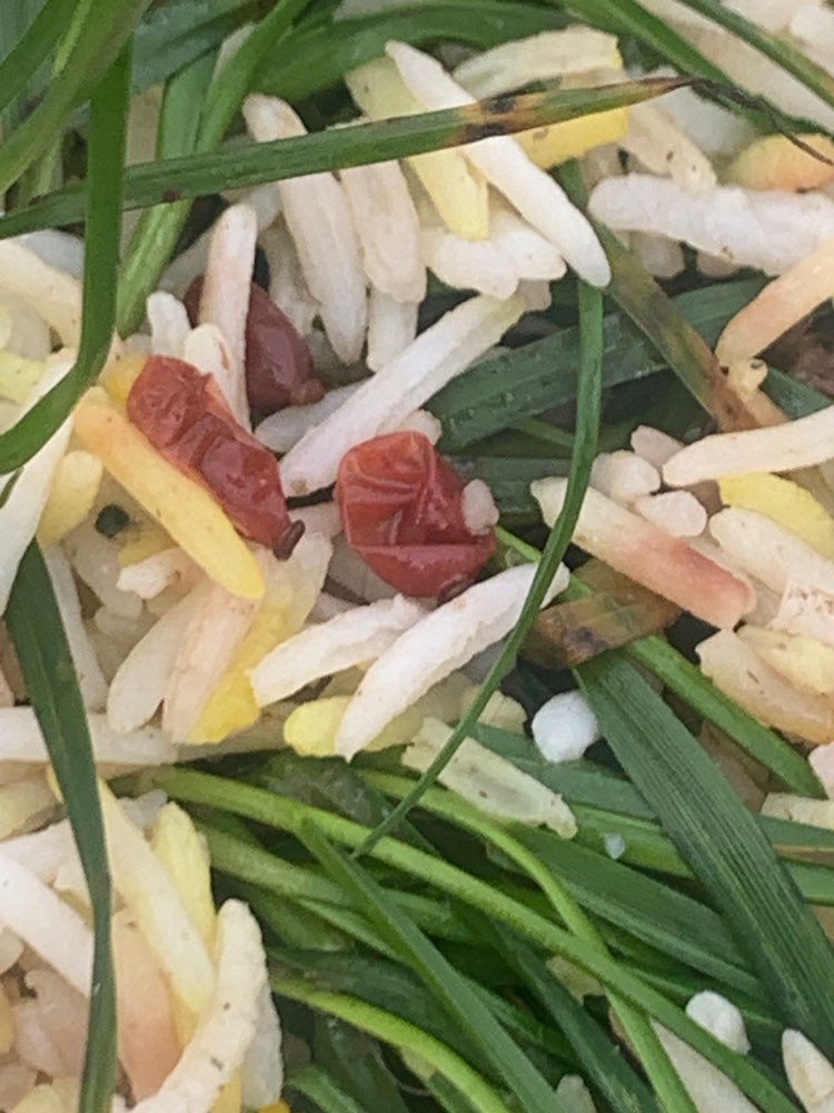 Giftköder-Möglicher Giftköder-Profilbild