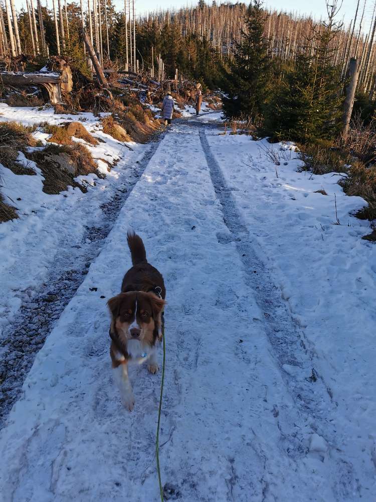 Hundetreffen-Training Hundebegegnungen-Profilbild