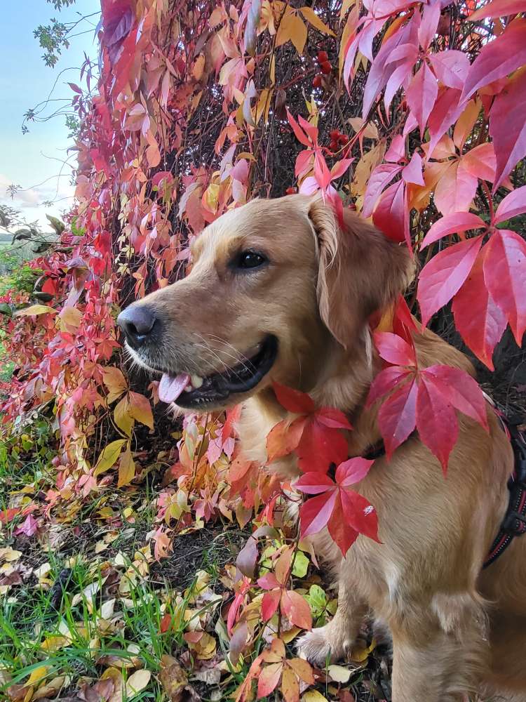 Hundetreffen-Spielkameraden gesucht - Lunzenau und Umgebung-Profilbild