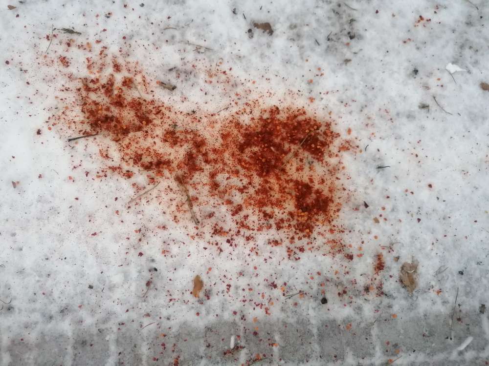 Giftköder-Rote Flocken im Schnee-Profilbild