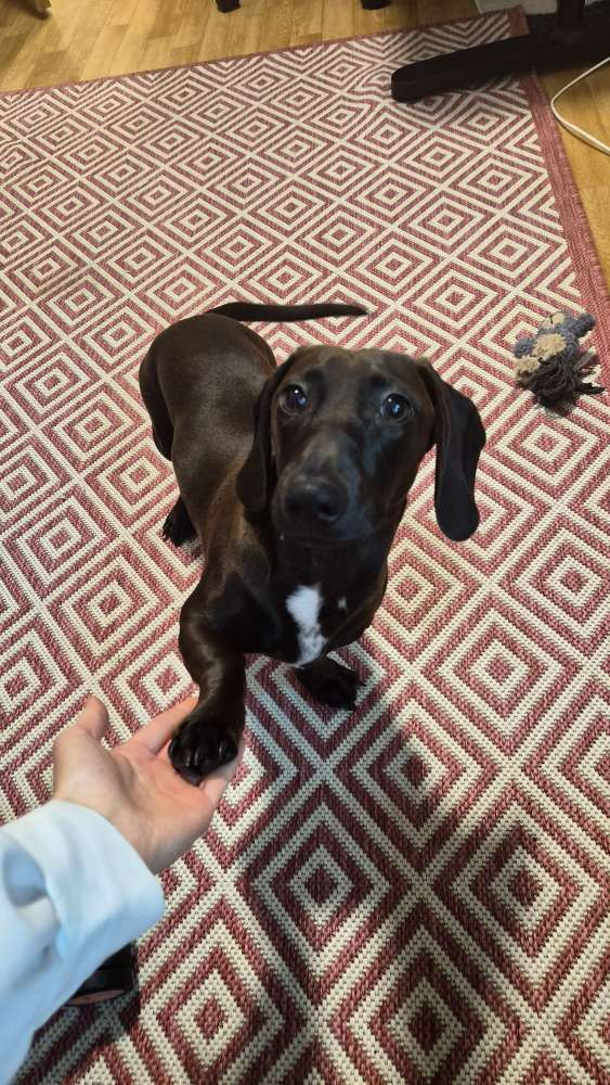 Hundetreffen-🐶 Hundefreunde zum Spielen gesucht 🐶-Profilbild