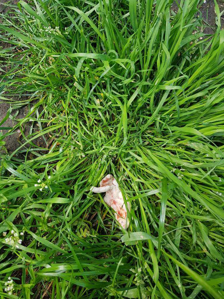 Giftköder-Giftköder ?-Profilbild