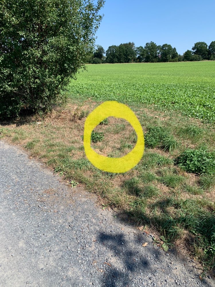 Giftköder-Erdwespen-Profilbild